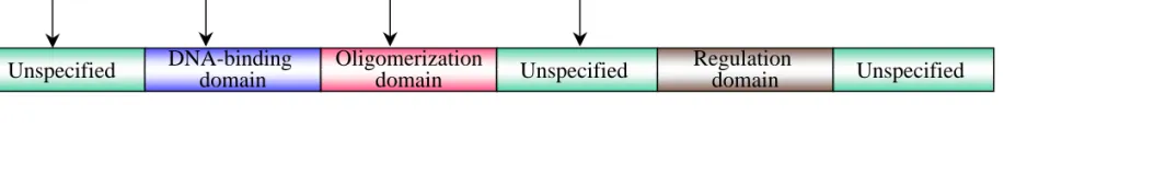 Figure 1.1  Schematic representation of functional domains within plant transcription factors