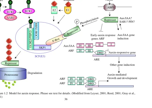 Figure 1.2  Model for auxin response. Please see text for details. (Modified from Leyser, 2001; Reed, 2001; Gray et al., 2001)36