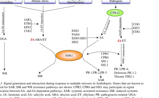 Figure 1.3  Signal generation and interaction during response to multiple stressers in Arabidopsis
