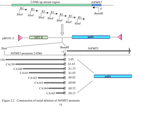 Figure 2.2   Construction of serial deletion of NtPMT3 promoter