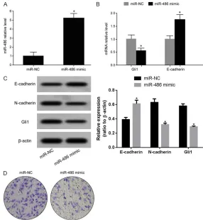Figure 4. Elevated miR-486 reduces Gli1 expression and inhibits EMT pro-cess and invasion of PC3M cells