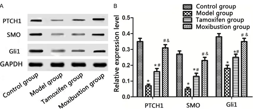 Figure 4. Hedgehog signaling pathway-related protein levels of the rats of the four groups