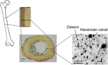 Figure 1.1-Acoustic microscopy scan of human cortical bone in the femur. The small dots in the image are the osteocyte lacunae- channels in the bone connecting the osteocyte network that carry stress information.1 