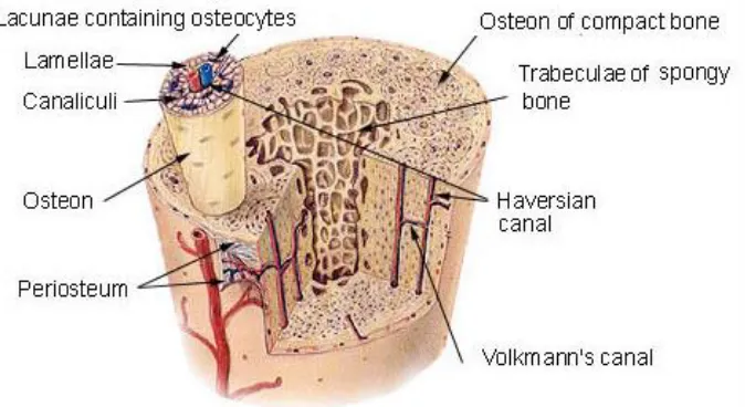 Figure 1.3- Structures of compact (cortical) human bone. Scattering structures are primarily Haversian canals, and lacunae
