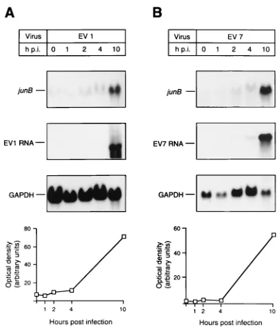 FIG. 5. Time course of induction in EV1 (A)- and EV7 (B)-infectedisolated after different time intervals