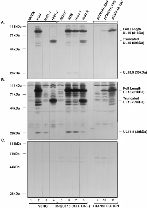 FIG. 3. Expression of UL15 gene products in infected and transfected cells.Vero and M-3 cells were infected with the indicated virus or transiently trans-