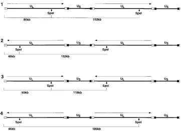 FIG. 7. Schematic diagram of replicating HSV-1 DNA showing expected fragments released by Spedigestion