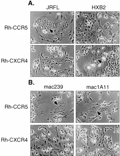 FIG. 2. Rh-CCR5 mediates cell fusion with SIV or HIV-1 Env, but Rh-CXCR4 mediates fusion only with HIV-1