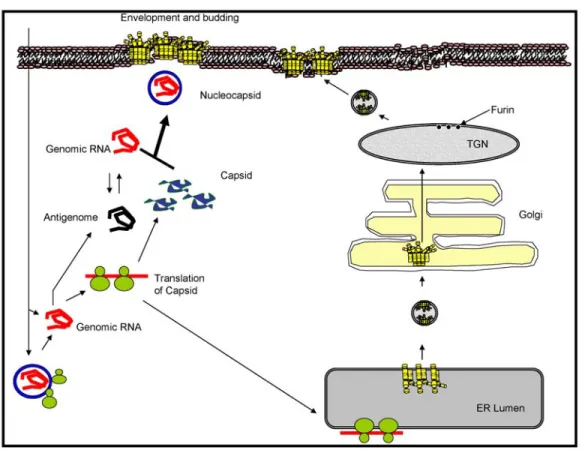 Figure 2 . Translation of the structural proteins of SIN, and the assembly of new virus particles