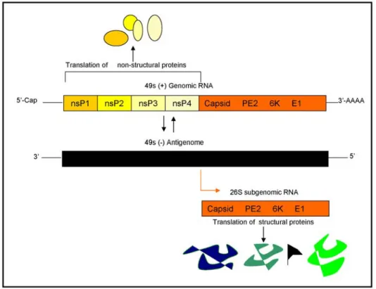 Figure 3. A schematic diagram of the Sindbis virus RNA replication and translation processes
