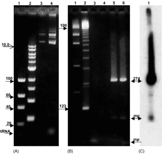 Fig. 1. Electrophoretic analysis of ethidium bromide-stained agarose gels of template DNA (A) and PCR product mixtures (B and C)