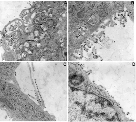 Fig. 4. Electron micrographs of BHK-21 monolayers infected with furin-sensitive mutants and wild type virus