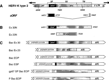 FIG. 1. HERV-K envprovirus (upper graph) (25); cORF is encoded by two exons (lower graph) (25); the AUG codon (nt 6451) and stop codon (nt 8548) are indicated as vertical lines