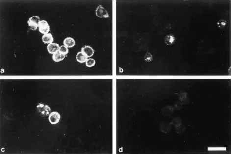FIG. 4. Mammalian HERV-K envimmediate-early promoter/intron A element; JW–t-PA–SP/EOP, SU/TM portion ofdonor I and splice acceptor; CEx-Mut II, expression vectors