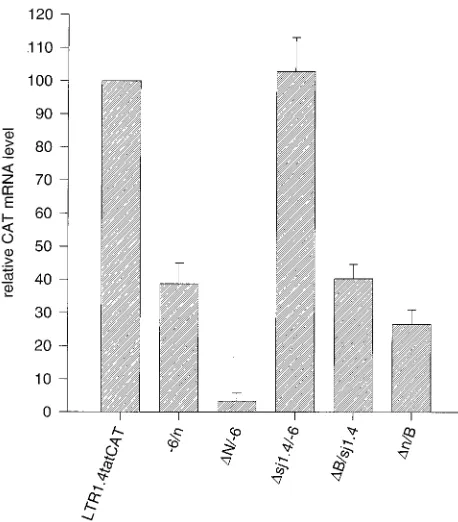 FIG. 4. Northern blot analysis of mRNA isolated from HeLa-T4�agarose gel electrophoresis and blotted onto a nylon membrane as described inMaterials and Methods