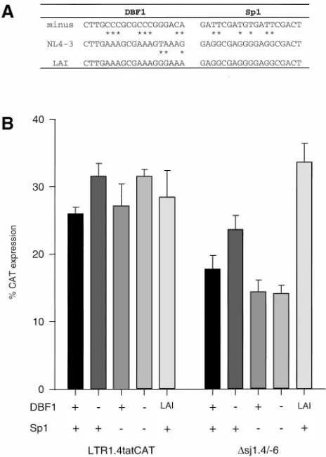 FIG. 7. Northern blot analysis of mRNA isolated from HeLa-T4�isolated from HeLa-T4fected with constructs LTR1.4Esubjected to formaldehyde-agarose gel electrophoresis and blotted onto a nylonmembrane as described in Materials and Methods