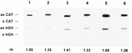 FIG. 9. Transcription rates in nuclei isolated from cells transfected with thelsdU5 plasmids as determined by nuclear run-on transcription