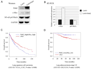 Figure 5: Pirh2 augments c-Myc expression and correlates with poor survival of lung cancer patients