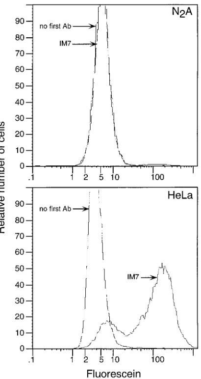 FIG. 4. Flow cytometric analysis of Pgp-1 expression on Ncells without ﬁrst antibody (Ab) and with anti-Pgp-1 MAb IM7