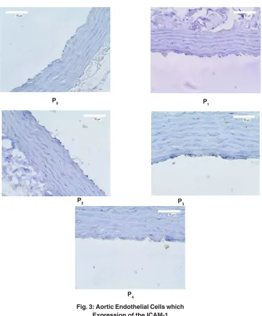 Fig. 3: Aortic Endothelial Cells which