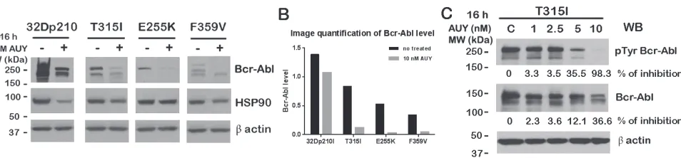 Figure 2: AUY922 down-regulated Bcr-Abl and its tyrosine phosphorylation. A. 32Dp210, 32Dp210T315I, 32Dp210E255K and 32Dp210 F359V cells were treated with or without 10 nM AUY922 for 16h