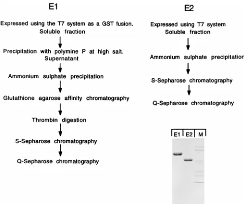 FIG. 2. DNase I footprint analysis of ori deletion mutants. Probes weregenerated from four different ori constructs: the wt minimal ori (7914-27),