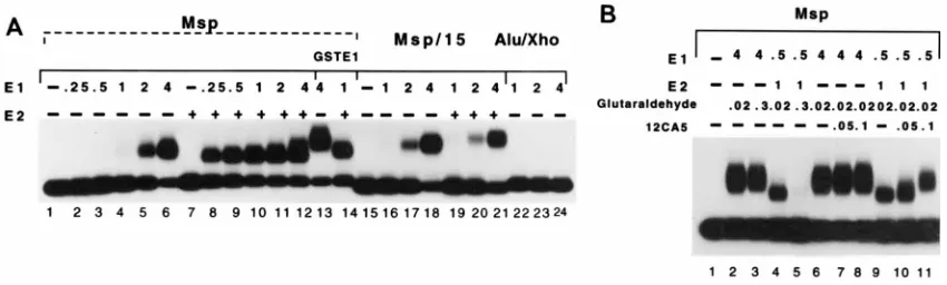 FIG. 3. (A) Gel mobility shift analysis of complexes formed in the presence of E1 and in the presence of E1 and E2