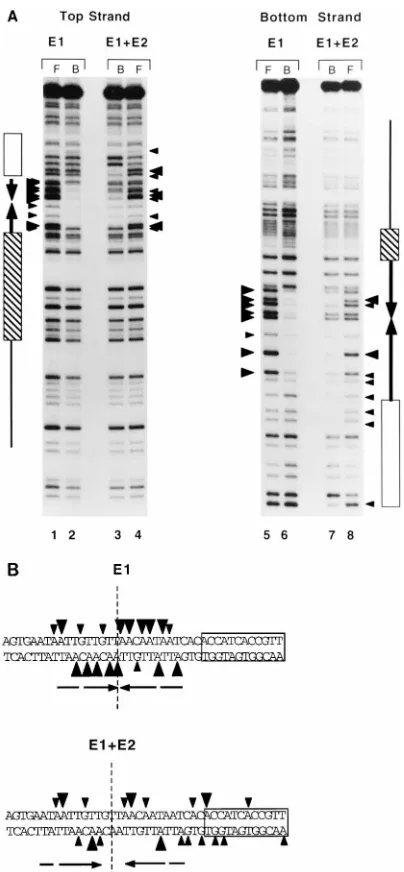 FIG. 4. DEPC interference analysis of the E1-ori and E1-E2-ori complexes.(A) The wt ori probe was denatured and modiﬁed with DEPC