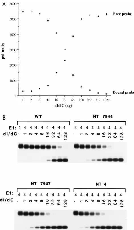 FIG. 6. Effects of point mutations in the ori on E1-E2 binding. Formation ofthe E1-E2-ori complex was measured in gel mobility shift assays by incubating