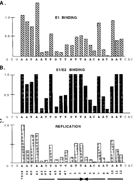 FIG. 8. Effects of ori point mutations on E1 binding, E1-E2 binding, andDNA replication
