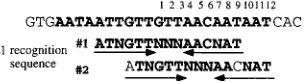 FIG. 9. Proposed overlapping recognition sequences for E1 in the BPV or-igin of replication