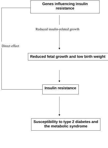 THE FETAL INSULIN HYPOTHESISFIG .2.  