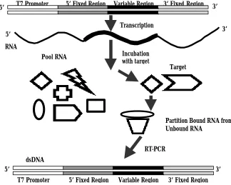 Figure 1.1  Typical selection scheme for RNA SELEX