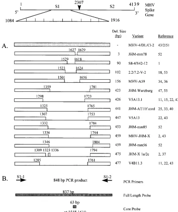 FIG. 1. (A) Schematic representation of the 4,139-nt MHV-JHM spike gene sequence and previously identiﬁed variants containing deletions in the 3�Nucleotide designations represent the ﬁrst and last positions of the deleted region (i.e., 1627 to 1629 indicat