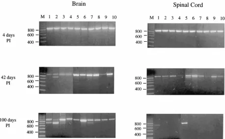 FIG. 2. Persistence and evolution of MHV-JHM 2.2-V-1 RNA in the brains and spinal cords of C57/BL6 mice