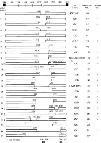 FIG. 4. Schematic representation of deletions identiﬁed in the S1 region of the spike gene (SDVs)
