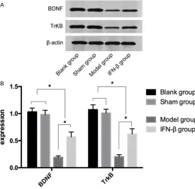 Table 1. The expressions of the BDNF and TrkB proteins in the four groups after 7 days of modeling
