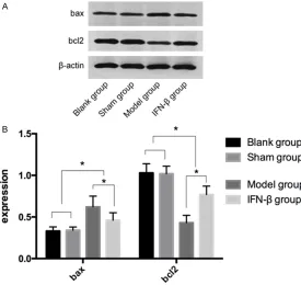 Table 2. The expression of the Bax and Bcl2 proteins in the four groups after 7 days of modeling