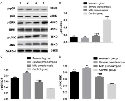 Figure 4. Expression of MAPK pathway related proteins in placenta tissue of pre-eclampsia patients