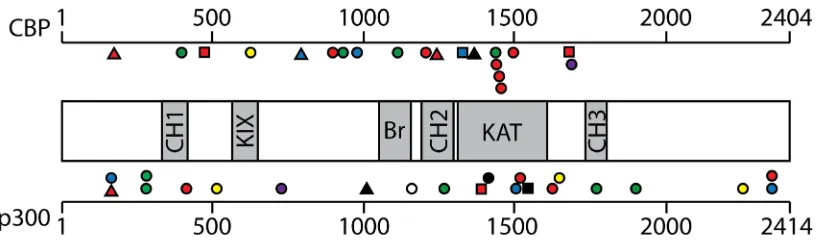 Figure 2: CBP/p300 mutations reported in CCLE in B- and T-cell cancer cell lines. Schematic diagram of the CBP/p300 proteins with conserved domains indicated in the shaded regions as follows: cysteine/histidine domain (CH), KIX domain, bromodomain (Br), ac