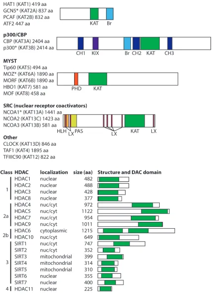 Figure 1: The general structures of human HATs and HDACs. Schematic representations are drawn approximately to scale