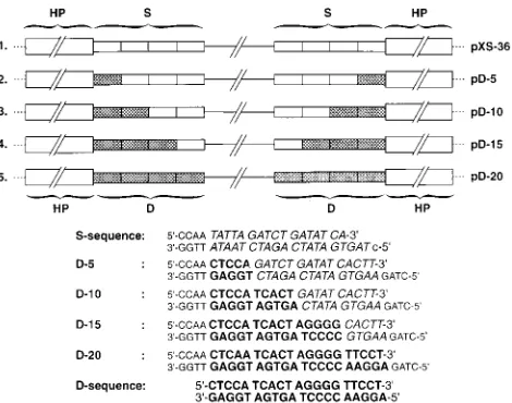 FIG. 1. Schematic representation of AAV genomes containing sequentialsubstitutions of the authentic D sequence (hatched boxes, boldface type) with the