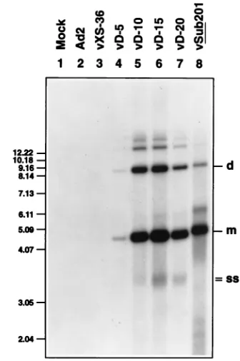 FIG. 2. Southern blot analysis of rescue and replication of AAV genomescontaining D sequence substitutions