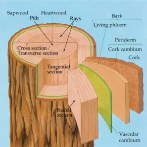 Figure 1.1 : Cross section of a tree trunk (image source: http://www.doitpoms.ac.uk)