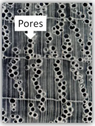Figure 1.4 : Types of pores arrangement on wood surface 