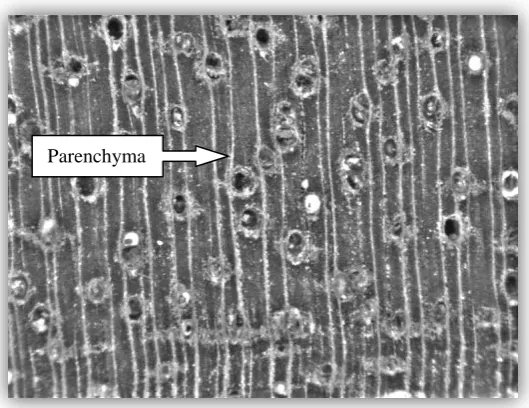 Figure 1.7 : Diffuse parenchymas on Keledang wood surface 
