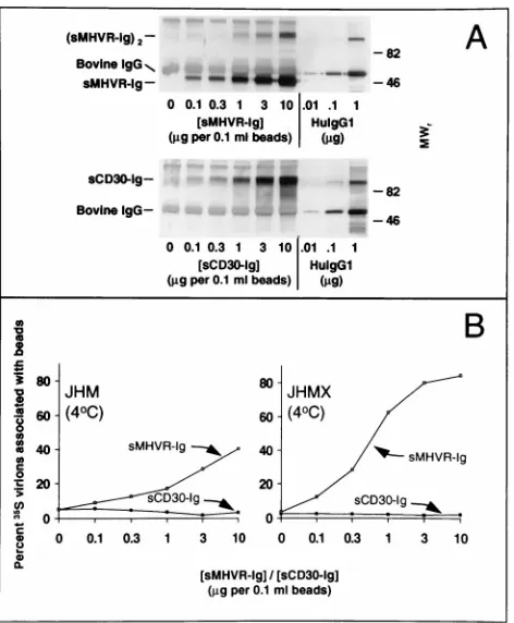 FIG. 2. Effect of sMHVR density on in vitro adsorption of DMEM–1%sCD30-Ig were prepared with DMEM–10%with Sepharose-protein G (0.1% [vol/vol]) until all recombinant proteins werequantitatively bound to beads