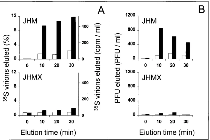 FIG. 6. Elution of JHM, but not JHMX, from HeLa-MHVR cells at 37�cells were rinsed extensively, and then ice-cold DMEM–0.1%and cell monolayers were dissolved in DMEM–0.1%time