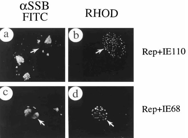 FIG. 10. Failure to recruit IE110 or IE68 protein by assembled RC. (a and b) Paired double-label IFA panels showing IE110 (pGH92) cotransfected with oriS andthe whole set of plasmids encoding UL5, UL8, UL9, UL42, UL52, SSB, and Pol; (c and d) IE68 (pGR169) cotransfected with oriS and the whole set of plasmids