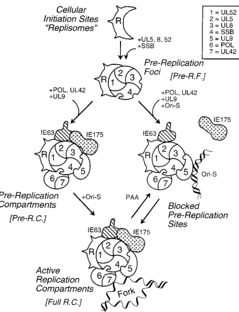 FIG. 11. Model for the assembly of functionally active HSV RC and severalintermediate structures in cotransfected cells